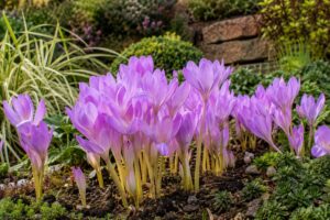 Colchici autunnali lilla in fiore in un’aiuola di fine estate