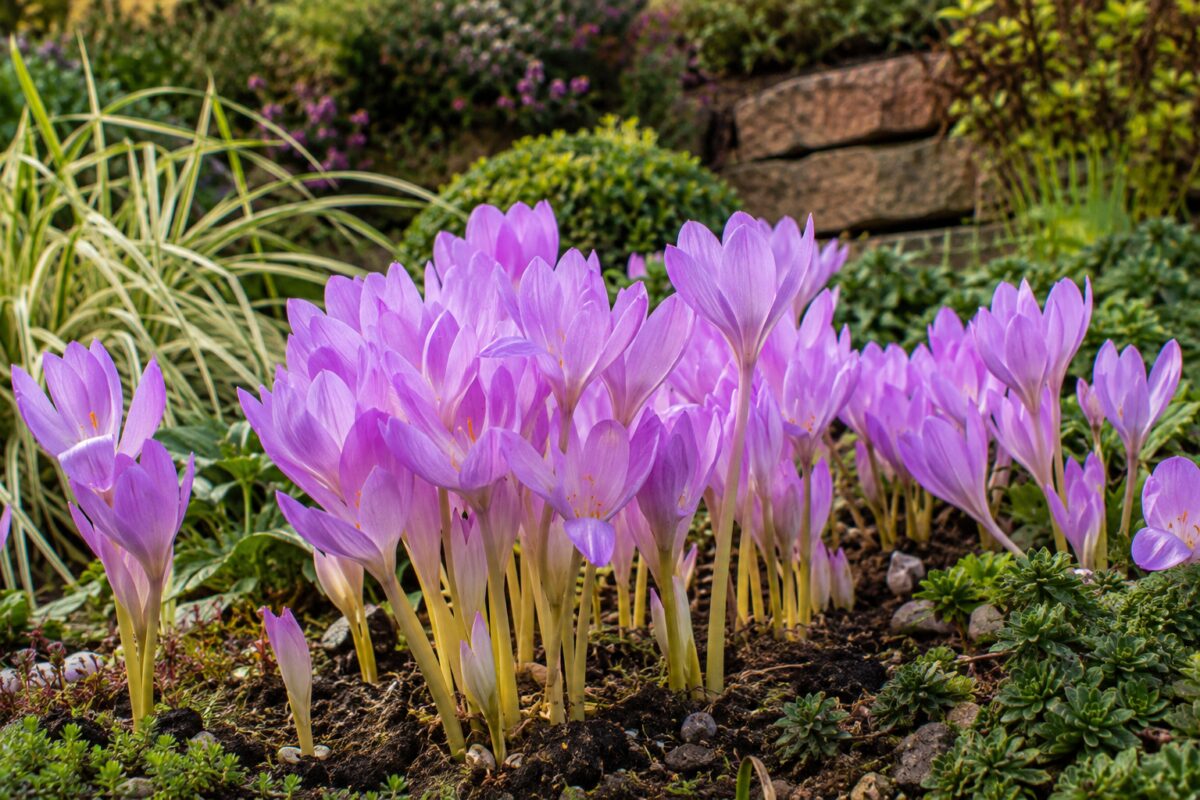 Colchici autunnali lilla in fiore in un’aiuola di fine estate