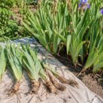 Iris sfioriti con rizomi appena sollevati accanto all’aiuola