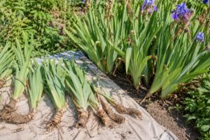 Iris sfioriti con rizomi appena sollevati accanto all’aiuola