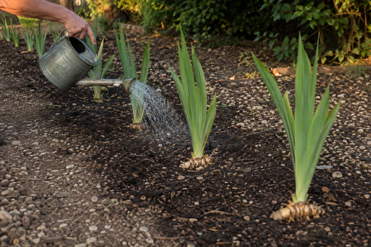 Rizomi di iris ripiantati a filo del terreno in una nuova bordura