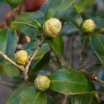Boccioli sani e piccoli boccioli secchi su un ramo di camelia
