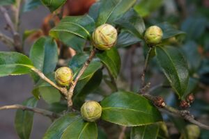 Boccioli sani e piccoli boccioli secchi su un ramo di camelia