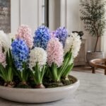 Ciotola di giacinti bianchi, rosa e blu in fiore in un interno luminoso