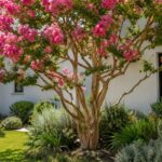 Lagerstroemia adulta con pannocchie rosa in un giardino estivo