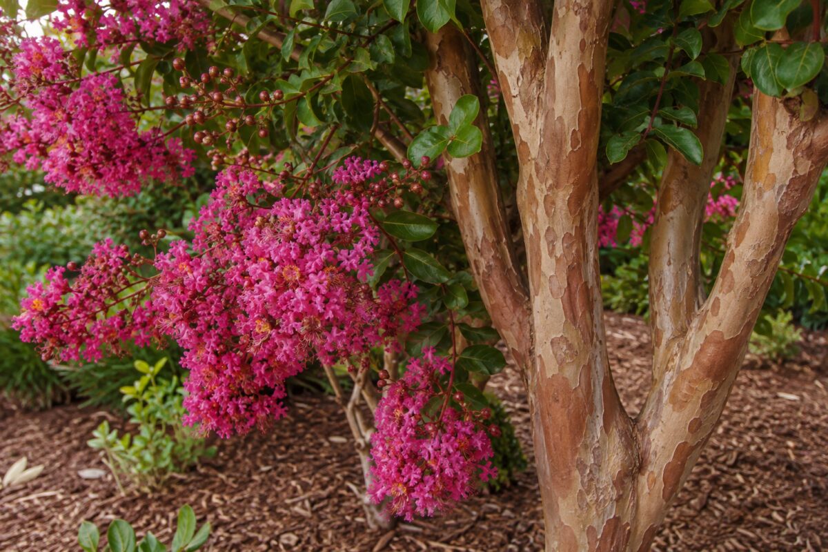 Dettaglio di fiori rosa, foglie e corteccia screziata della Lagerstroemia