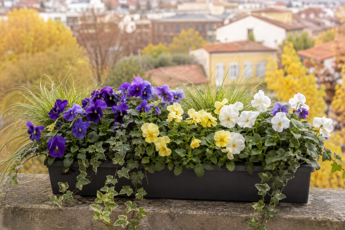 Cassetta da balcone con viole del pensiero, edera e piccola Carex