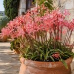 Nerine rosa fiorite in un grande vaso di terracotta su una terrazza