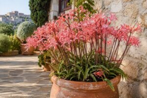 Nerine rosa fiorite in un grande vaso di terracotta su una terrazza