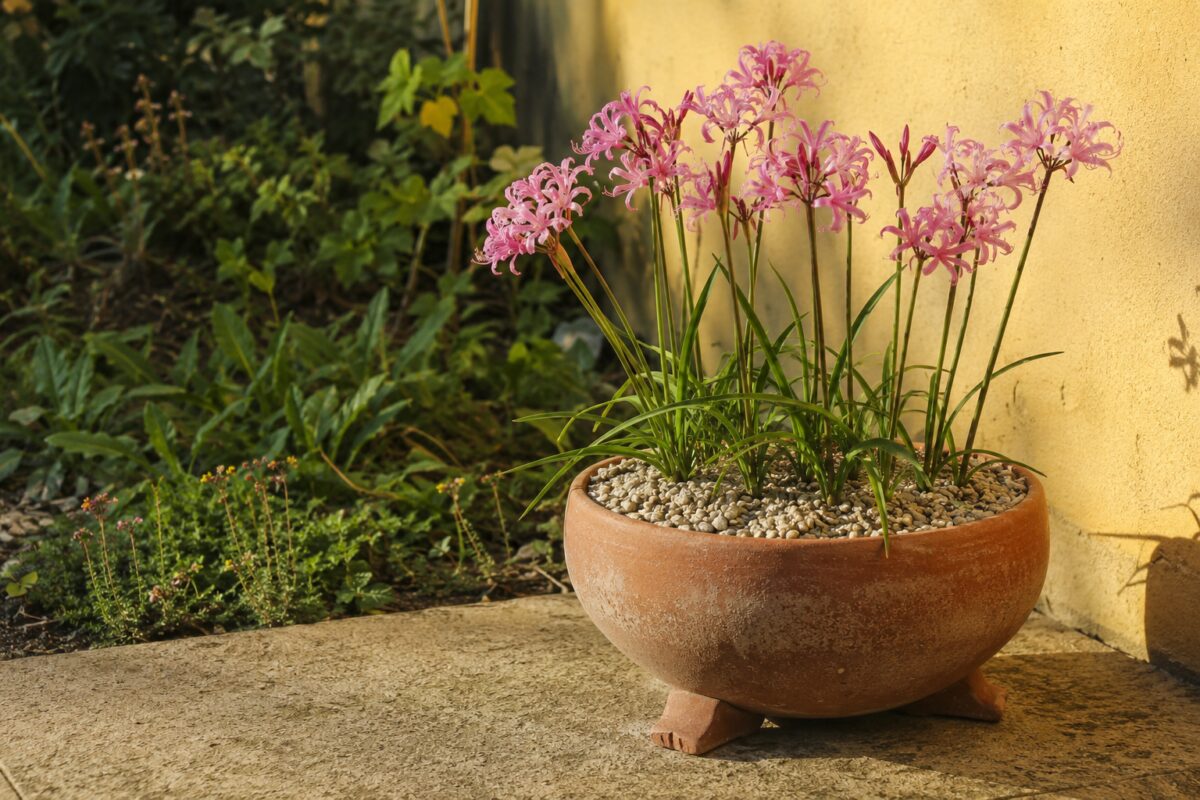 Vaso di Nerine accanto a una parete calda con copertura di ghiaino
