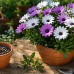 Osteospermum fiorito con talea pronta e vaso di substrato drenante