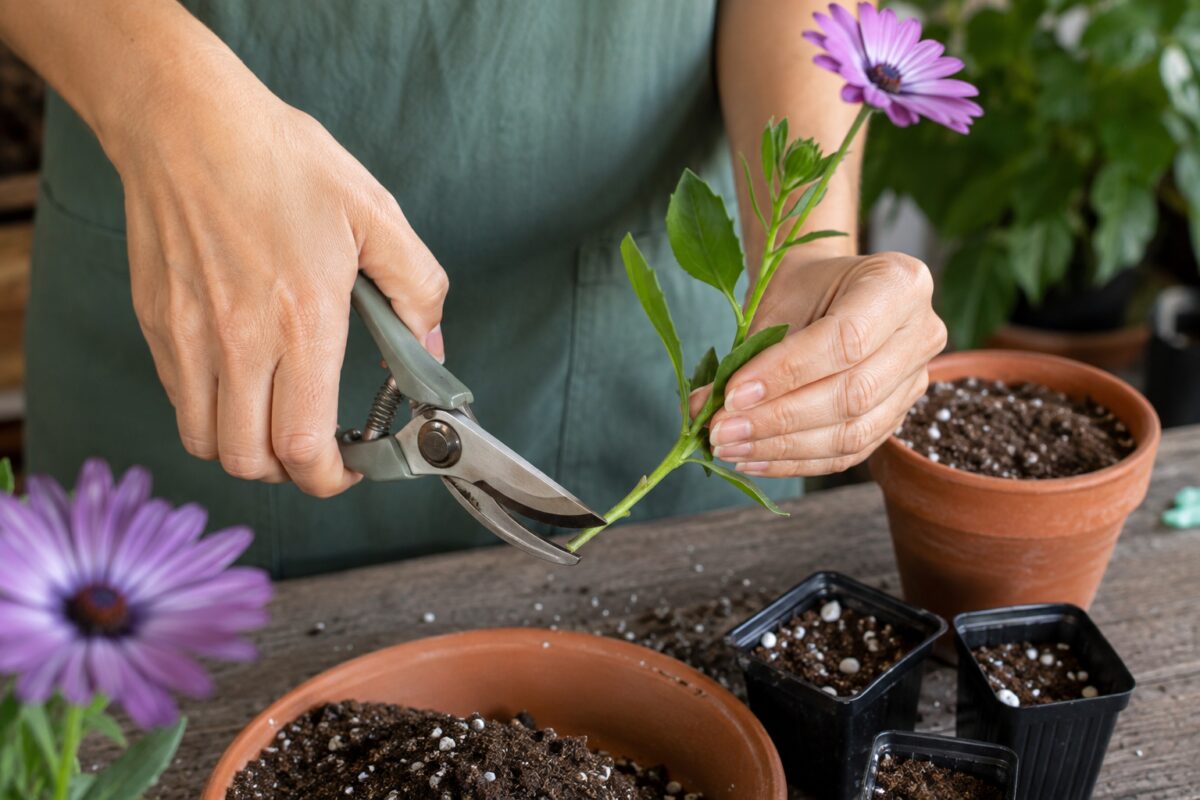 Preparazione di una talea di Osteospermum con forbici pulite