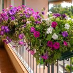 Cestino sospeso con petunie e verbene rifiorite sul balcone