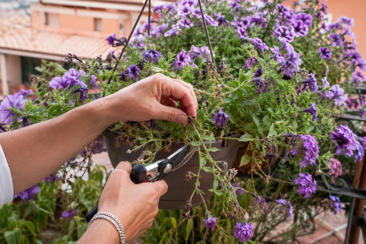 Taglio dei fiori appassiti e degli steli lunghi delle petunie