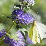 5 piante che danno il meglio quando agosto finisce