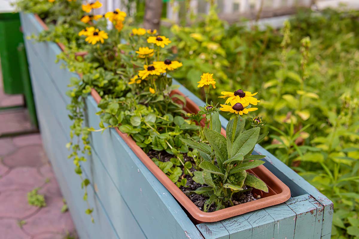 Rudbeckia