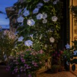 Balcone al tramonto con ipomea bianca, nicotiana e bella di notte