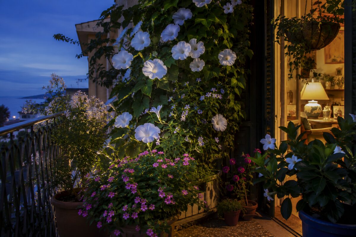 Balcone al tramonto con ipomea bianca, nicotiana e bella di notte