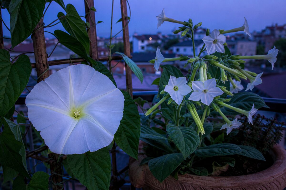 Ipomea alba e nicotiana aperte alla luce del crepuscolo