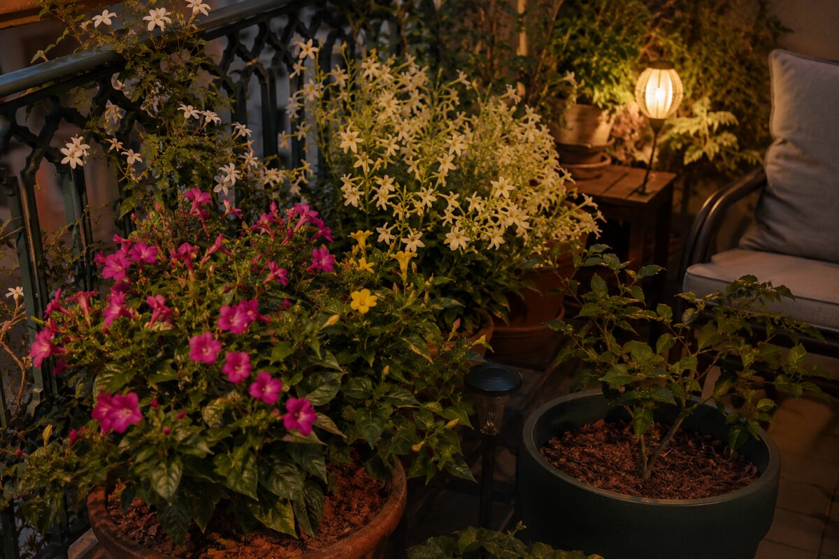 Composizione in vaso con bella di notte e fiori serali