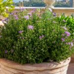 Settembrini viola compatti con boccioli su un terrazzo di fine estate