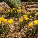 Sternbergia lutea fiorita in un giardino di ghiaia