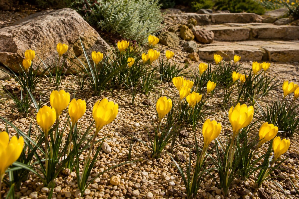Sternbergia lutea fiorita in un giardino di ghiaia