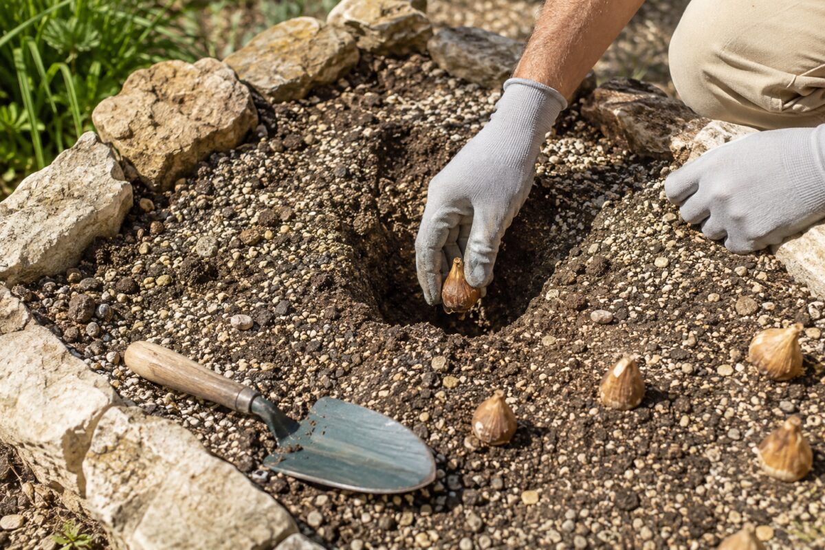 Bulbi di Sternbergia piantati in un terreno molto drenante
