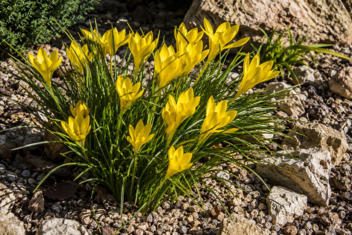 Ciuffo di fiori gialli di Sternbergia tra ghiaia e pietre