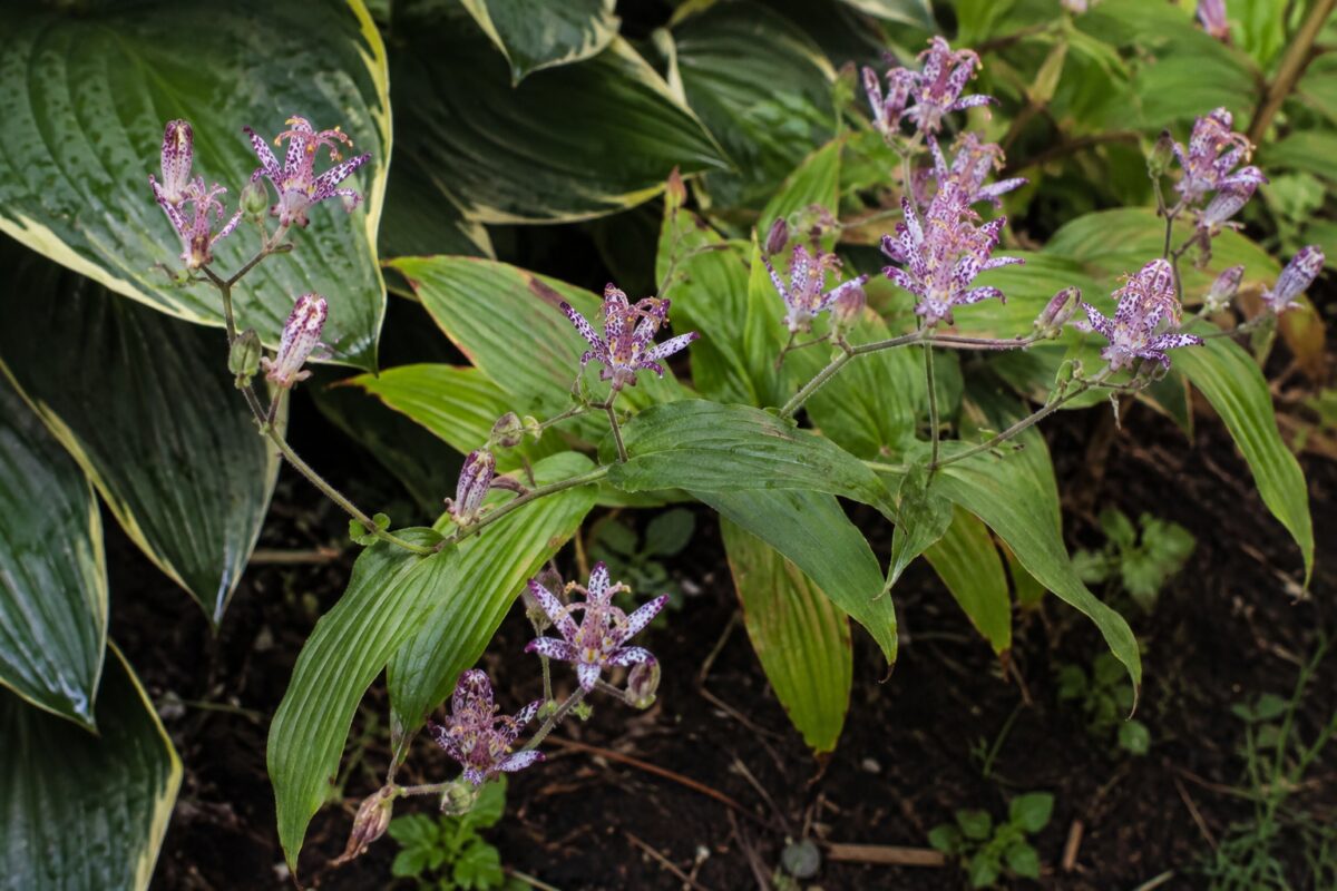 Dettaglio dei piccoli fiori viola e bianchi del Tricyrtis hirta