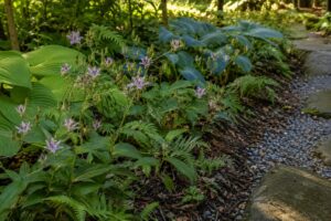 Gruppo di Tricyrtis lungo il bordo di un giardino in ombra