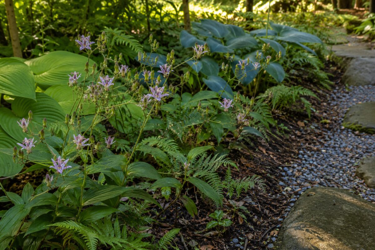 Gruppo di Tricyrtis lungo il bordo di un giardino in ombra