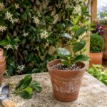 Talea di falso gelsomino in vaso su un terrazzo luminoso