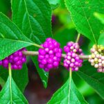 Callicarpa, le bacche viola che illuminano il giardino quando i fiori iniziano a sparire