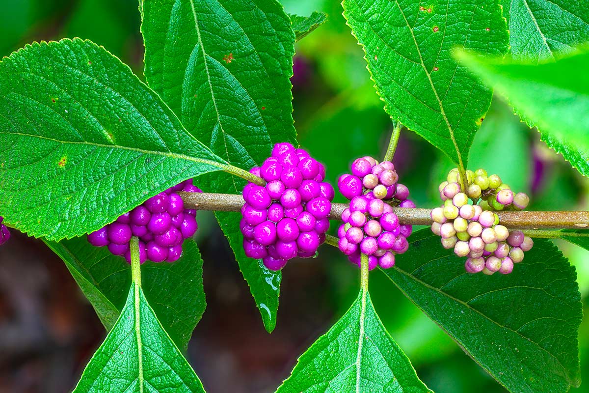 Callicarpa, le bacche viola che illuminano il giardino quando i fiori iniziano a sparire