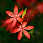 Hesperantha, il fiore rosso che accende il giardino quando l’estate sta finendo