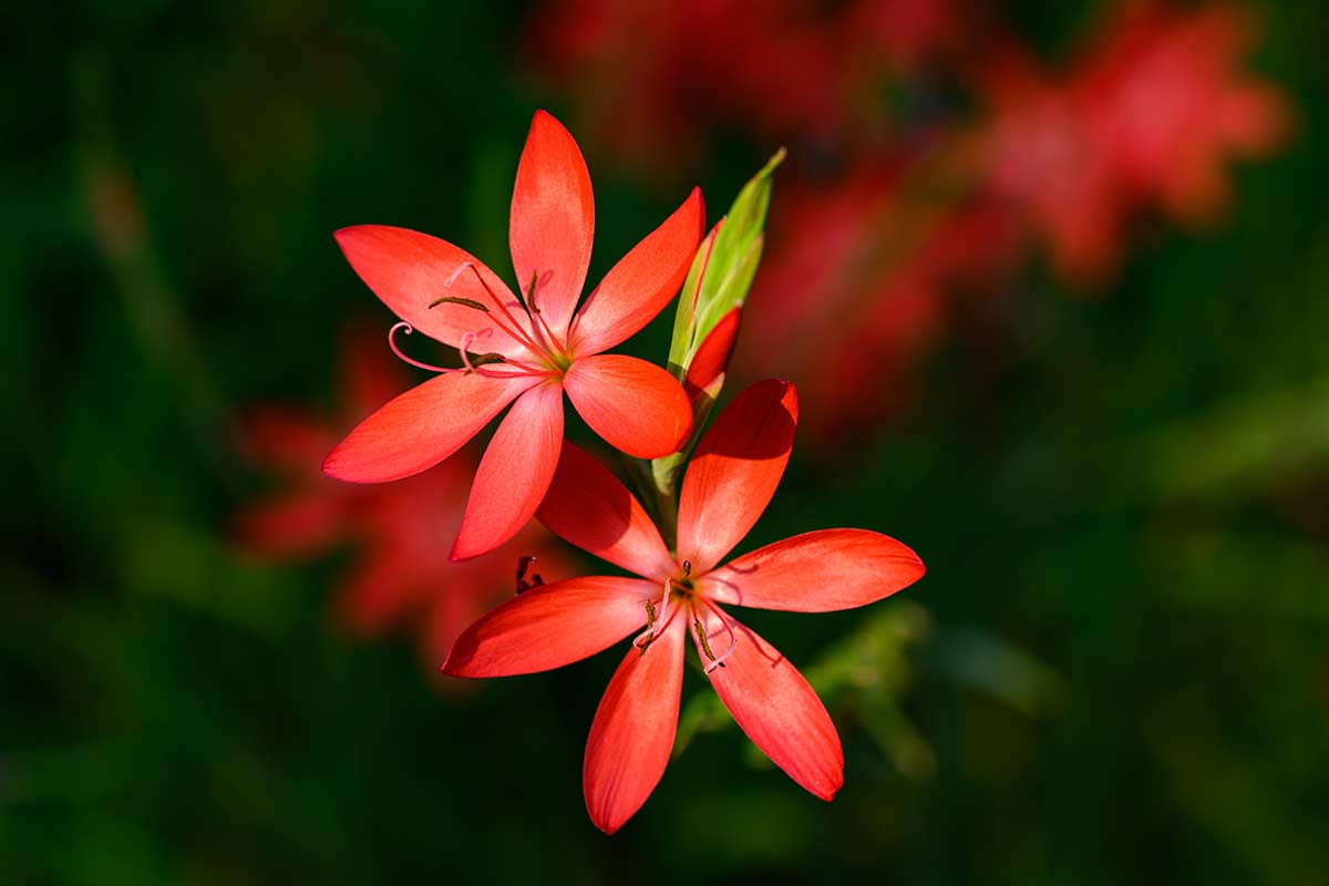 Hesperantha, il fiore rosso che accende il giardino quando l’estate sta finendo