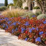 Ceratostigma con fiori blu e foglie rosse lungo un bordo in pietra