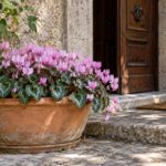 Cyclamen hederifolium rosa in una ciotola di terracotta presso un ingresso in ombra