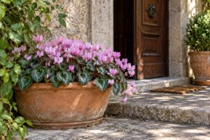 Cyclamen hederifolium rosa in una ciotola di terracotta presso un ingresso in ombra