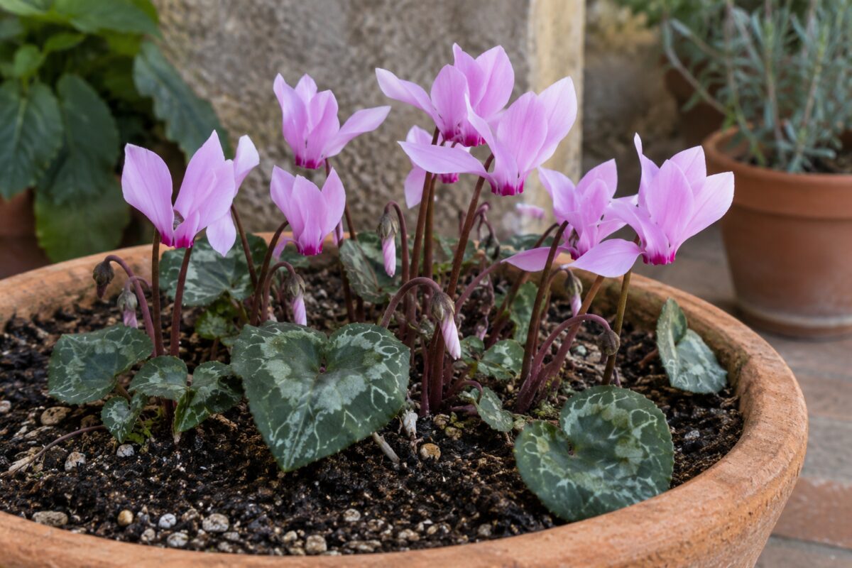 Dettaglio dei fiori e delle foglie marmorizzate del Cyclamen hederifolium