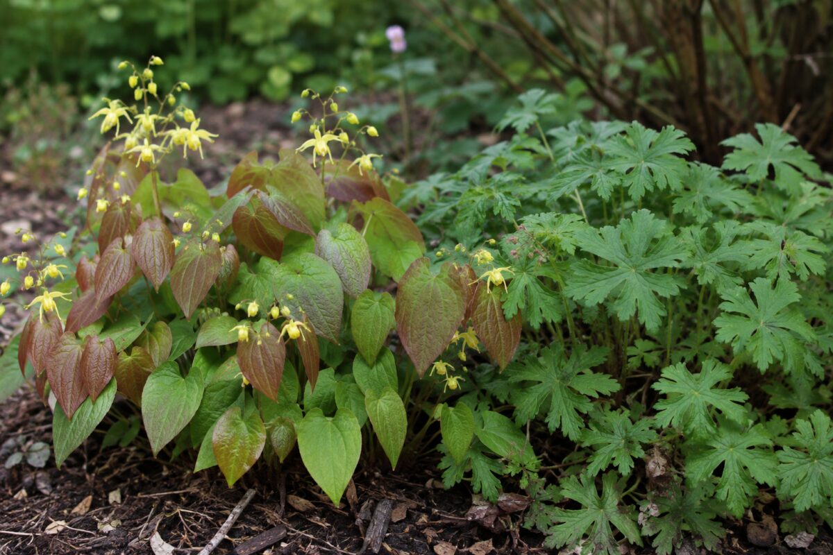 Epimedium e Geranium macrorrhizum come copertura del terreno sotto un albero