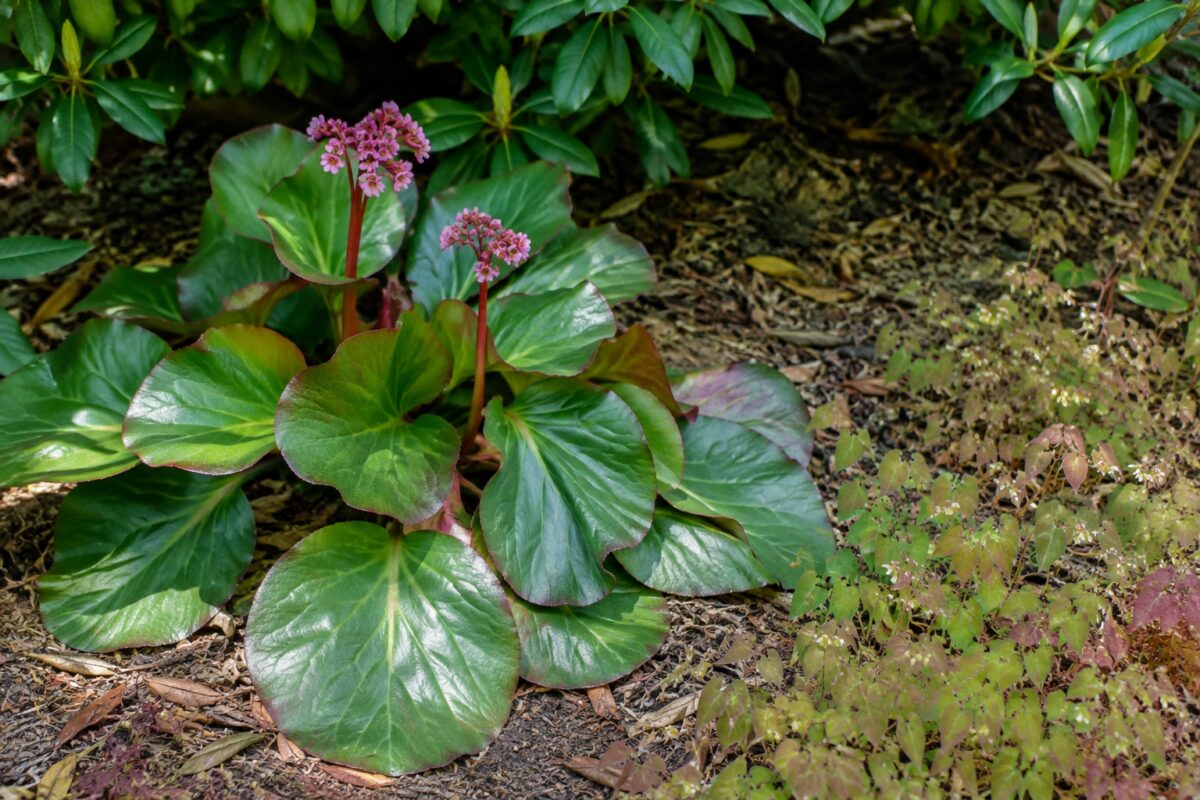 Bergenia con foglie verdi e rosse in un’aiuola ombrosa pacciamata