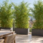Fargesia rufa in grandi vasi che scherma una zona pranzo sul terrazzo