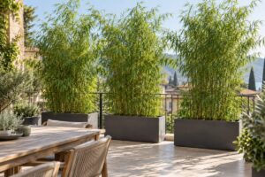 Fargesia rufa in vaso, lo schermo sempreverde che rende il terrazzo più riservato