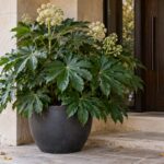 Fatsia japonica in vaso con foglie palmate e fiori bianchi davanti a un ingresso in ombra