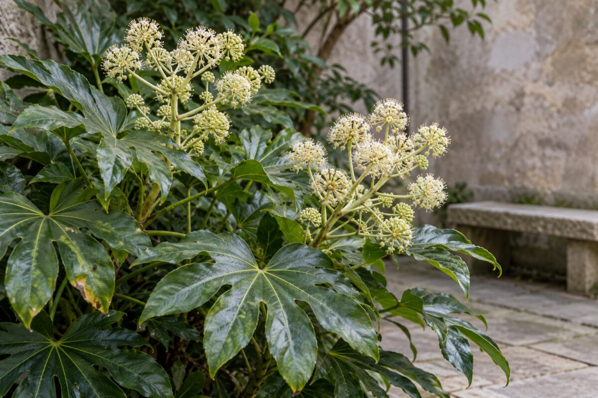Infiorescenze color crema e grandi foglie lucide di Fatsia japonica in un cortile ombreggiato