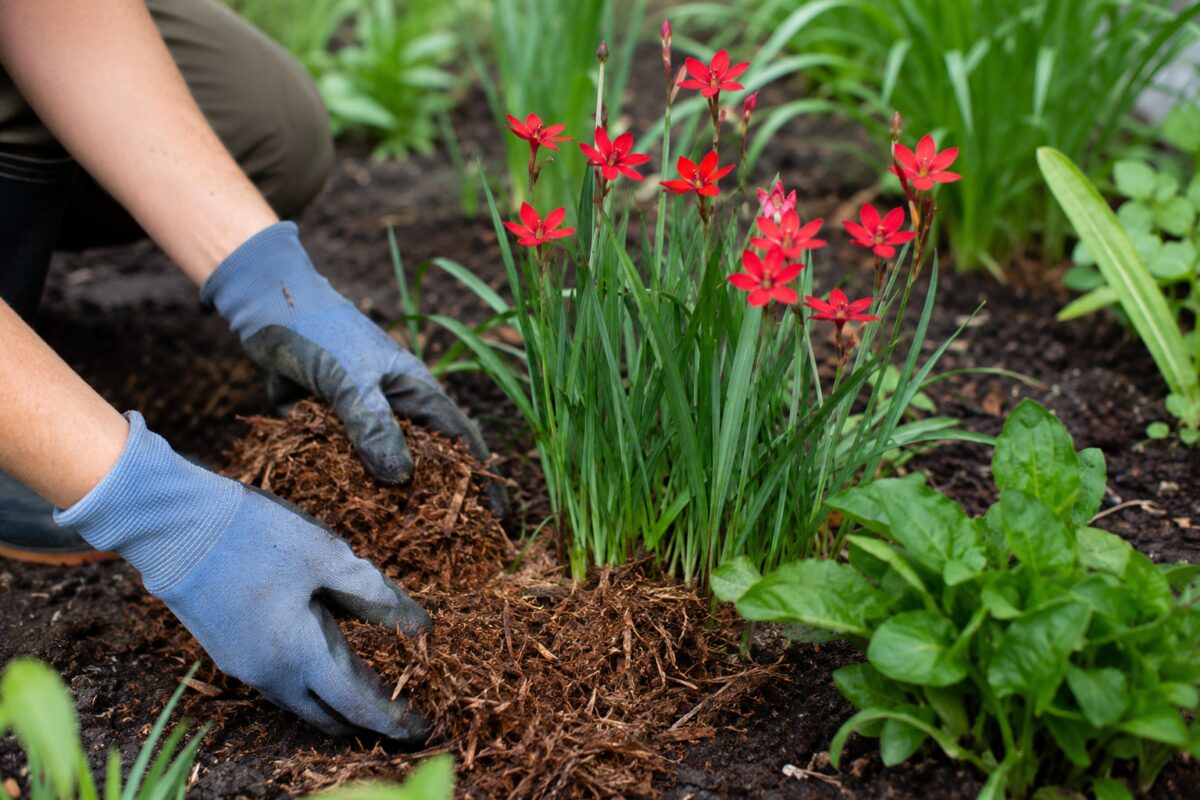 Pacciamatura distribuita attorno a un cespo di Hesperantha