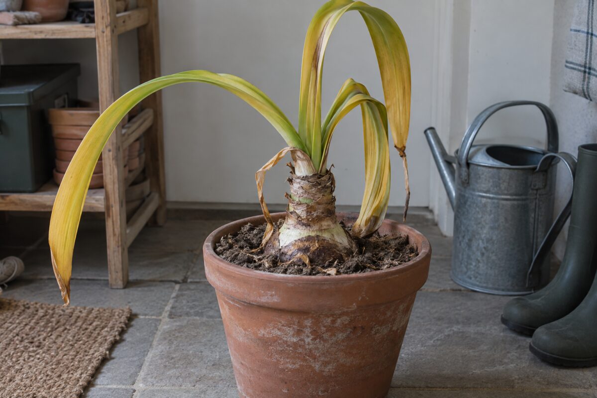 Hippeastrum in vaso all’inizio del riposo di settembre