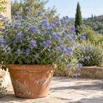 Caryopteris in fiore in un vaso di terracotta su un terrazzo soleggiato